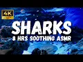Download Lagu Aquarium Relaxation Videos, 4K Underwater Sharks Ambience, Aquarium ASMR