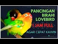 Download Lagu SUARA LOVEBIRD KAWIN AMPUH UNTUK PANCINGAN LOVEBIRD AGAR CEPAT BIRAHI