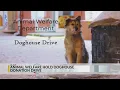 Albuquerque Animal Welfare Department seeks doghouse donations
