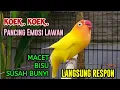 Download Lagu LOVEBIRD NGEKEK PANJANG KOEK KOEK PANCING EMOSI LAWAN, Labet MACET BISU Susah Bunyi NYAUT SEKETIKA