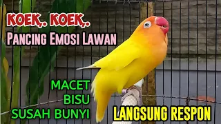 Download LOVEBIRD NGEKEK PANJANG KOEK KOEK PANCING EMOSI LAWAN, Labet MACET BISU Susah Bunyi NYAUT SEKETIKA MP3