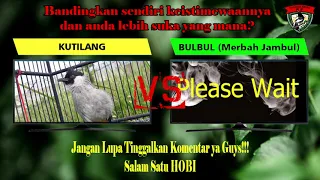 Download Kutilang Gacor VS BulBul Gacor || Telaga Dewa SF MP3