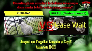 kutilang gacor vs bulbul gacor telaga dewa sf