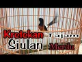 KRETEKAN \u0026 SIULAN,, ‼,,MEMBANGKITKAN EMOSI MURAI BAT APAPUN