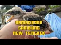 Download Lagu Masteran Armagedon Sambung New Tengkek Jernih Burung Asli ~ @Rumpotjepang