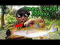 Download Lagu Memancing Baung Sungai Kahang | Umpan Tapa Kapas Padu WAK#045