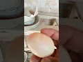 Lagu jawi murgi ando pr