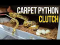 CARPET PYTHON EGGS