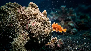 Frogfish Mating Ritual: Nature's Strangest Courtship