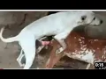 Download Lagu Guy Comes Home From Work With A Stray Dog |The Dodos 🥰 IBL