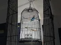Download Lagu Suara lovebird paud fighter