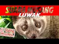 Download Lagu Suara Pikat/Pancingan Musang Paling SAKTI dan AMPUH original supaya musang MEDEKAT