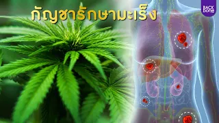 กัญชาช่วยรักษาโรคมะเร็งได้อย่างไร