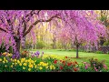 No Ads Calm Mind Therapy Soothing Music to Soothe Your Body Heal Your Emotions