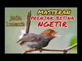 Download Lagu masteran prenjak betina ngetir jeda 1 menit