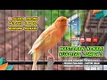 Lagu Masteran Kenari GACOR Durasi Panjang‼️ COCOK untuk Pancingan Kenari PAUD dan Kenari MACET BUNYI #218