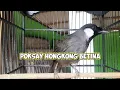 Download Lagu Poksay hongkong betina berkicau memanggil jantan #poksayhongkongbetina #poksayhongkong