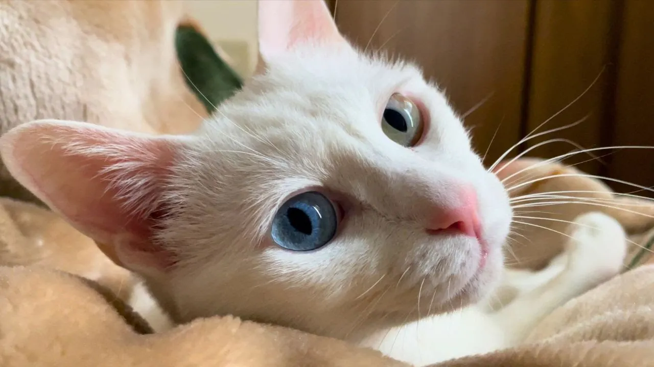 普段おっとりなオッドアイ白猫が見せるエネルギッシュな瞬間