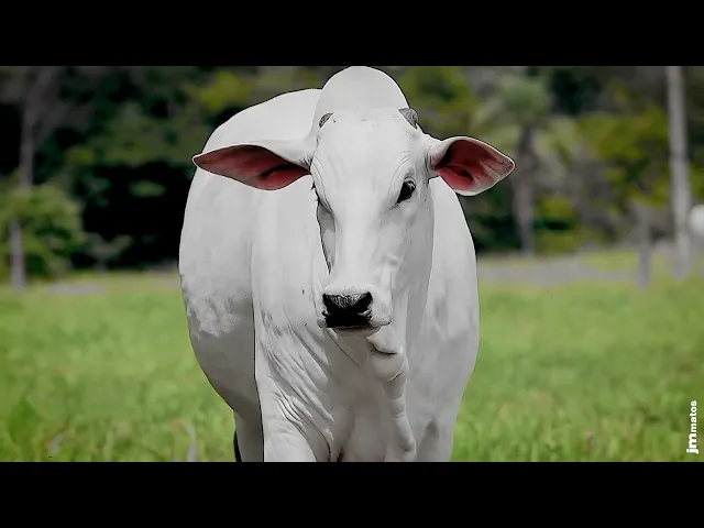 Novilha Nelore GNRN - 32