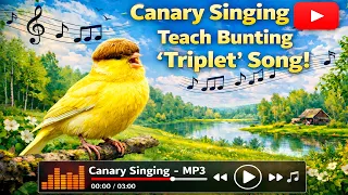 Russian Canary Singing Training Sound 🐦 Teach Birds Perfect Song