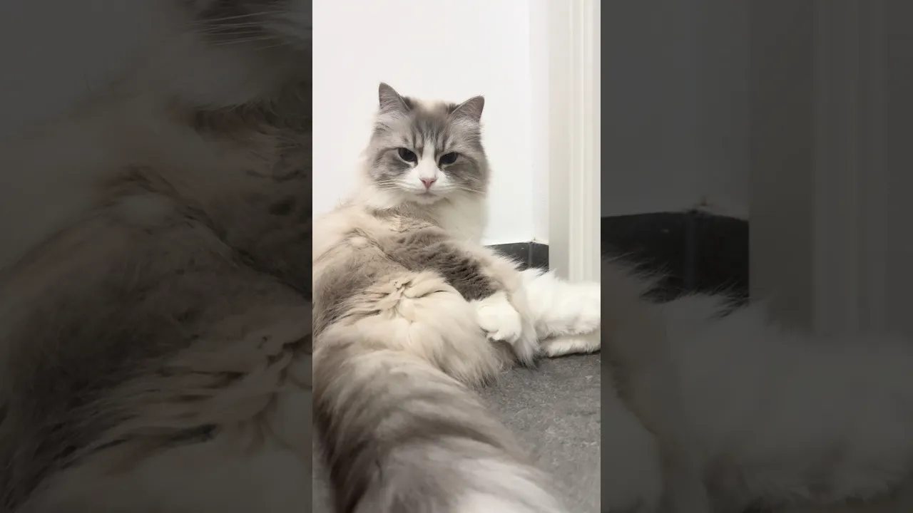 Cat Shower 🧼💦 - Idyll