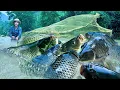 Download Lagu Traditional Fishing Skills - Single Mother Uses Net to Catch Giant School of Fish on Rainy Day