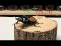 Download Lagu Recycling Lobster - What is Chitin - What is Chitosan