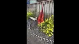 @Cruising Lealea #shorts  Good Morning Charlie!