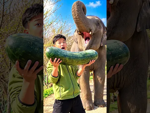😱 This Man Fed A Huge Fruit To An Elephant Who Crushed It With Its Foot 😳🐘🍉