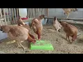 Lagu Ayam Sengkuni Ayam kampung modern