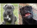 Cute and funny Cane Corso puppies that will make you day