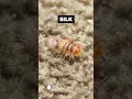 What do Carpet Beetle Larvae look like
