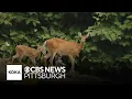 Pittsburgh turns to USDA sharpshooters to deal with deer overpopulation
