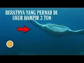 Download Lagu Ikan pari terbesar di dunia pari manta pari raksasa