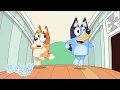 Download Lagu Bluey Säsong 1 Fullständiga avsnitt | Bluey Officiella Svenska Kanalen
