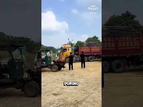From Sugarcane Fields to Trucks