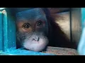 Download Lagu Sumatran Orangutans Molika, Mega, Allysa \u0026 Siga Move to the Forest