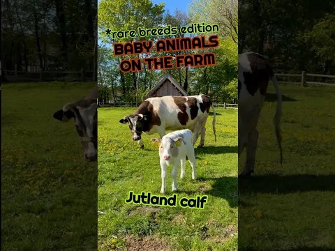 Foals, calves, chicks, piglets - Baby anmials on the farm - Rare Heritage breeds from cattle to pig