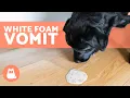 Why Is My DOG VOMITING WHITE FOAM 5 Causes and Treatments