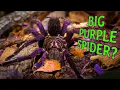 Lagu GIANT PURPLE SPIDERS!? Pamphobeteus Tarantula