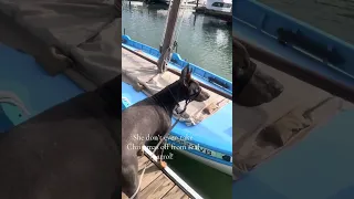 Seal patrol takes no days off !! Hahaha #fyp #dream #sailing #doberman #pets