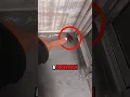 Download Lagu NEVER Kill A Cockroach 😨