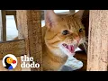 Download Lagu Cat Hates Everyone — Especially Children But She's Obsessed With Her Granddad  | The Dodo Cat Crazy