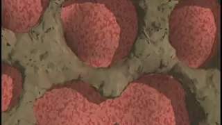 What is Blood?