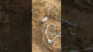 لقينا بالبر عظام كلب ميت السعودية Youtube كشته كشتات الامارات الكويت العراق فلسطين يوتيوب 