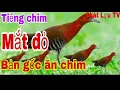 Lagu tổng hợp tiếng cúm núm.ốc cao.chằng nghịch.mắt đỏ.mắt xéo.quốc hoa.