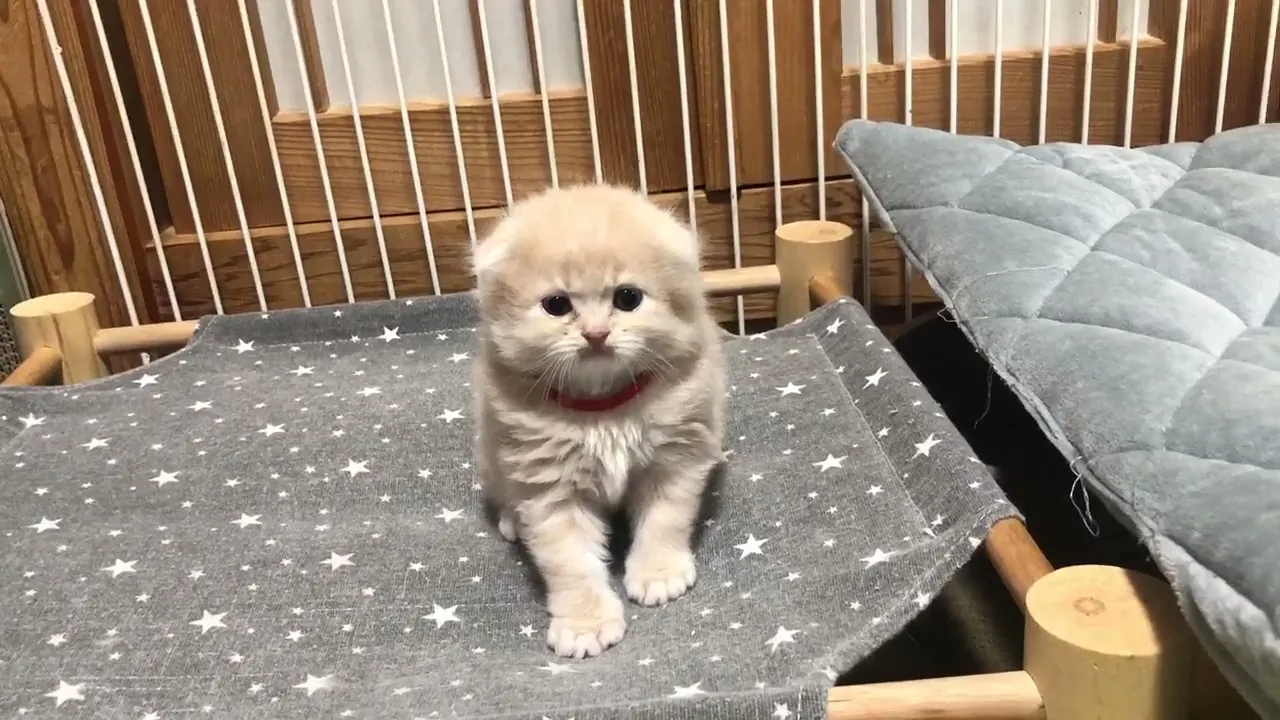 動画