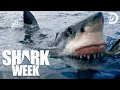Download Lagu Could a Great White Take Down a Leviathan? | Shark Week (2024) | Discovery