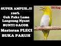 Terapi Pleci Agar Buka Paruh | Terapi Terbaru Burung Pleci | Masteran Burung Pleci Gacor Buka Paruh