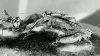 suara jangkrik pengusir tikus ampuh cricket noises 